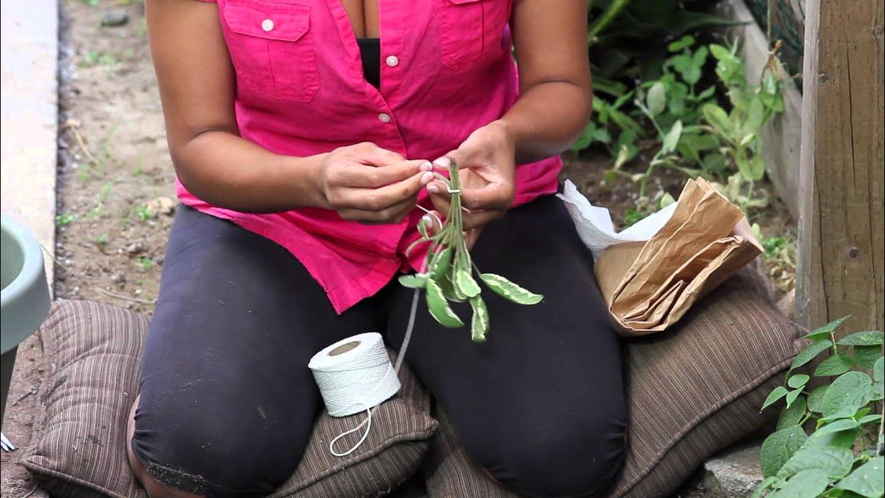 how to dry sage leaves - Article 1