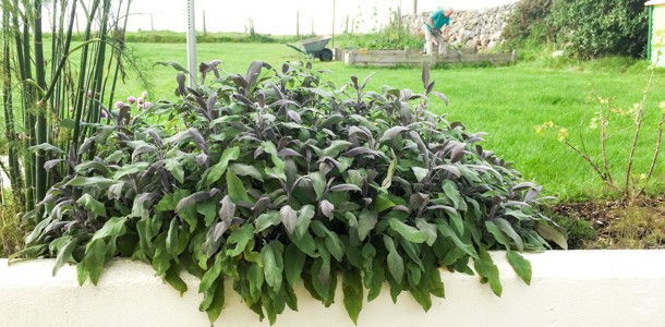 how to dry sage leaves - Article 3